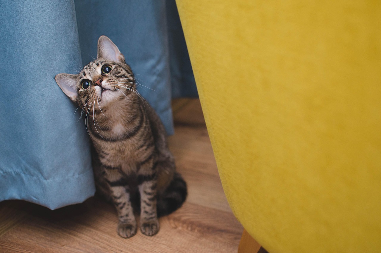カーテンの陰から見上げるキジトラの猫